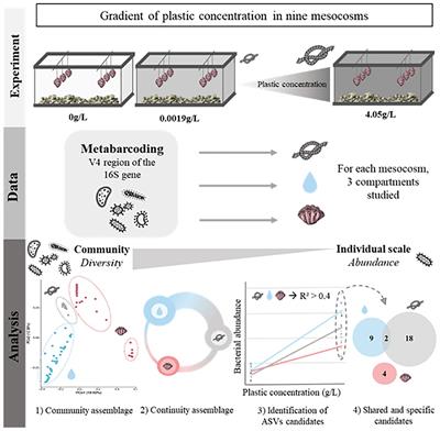 Plastic is in the details: the impact of plastic pollution through a mesocosm experiment